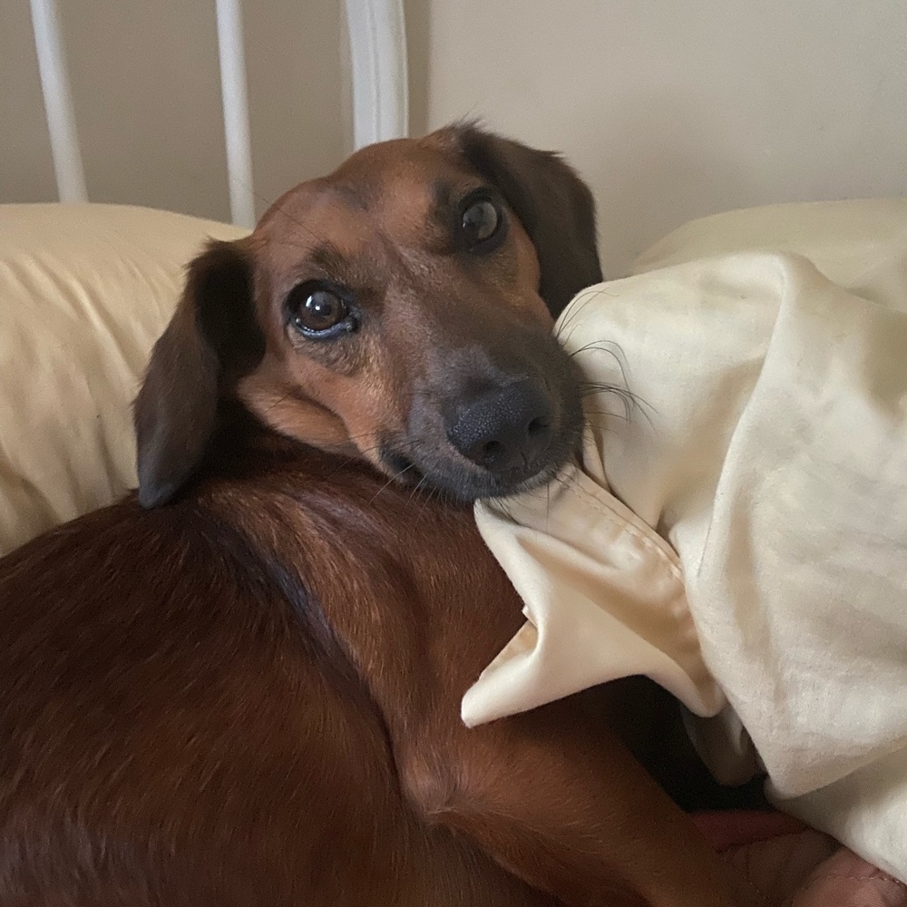 Meet your Posher, Brittani